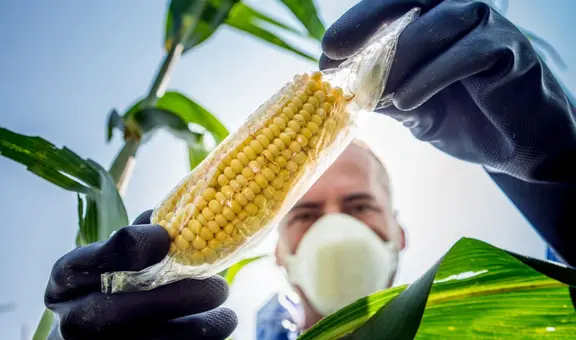 Gremios agrarios rechazan proyecto del Congreso que busca anular moratoria a los transgénicos