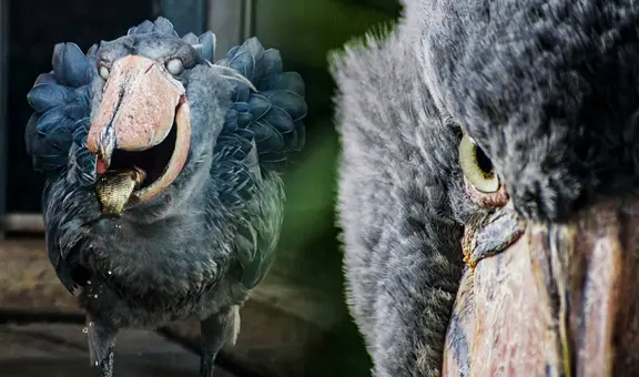 El picozapato, un 'ave prehistórica' que come cocodrilos, serpientes y logra medir igual que un humano