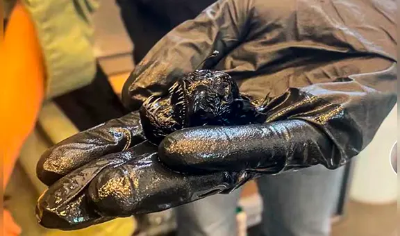 Muere pez diablo negro tras solo semanas de ser avistado en España: cuerpo fue llevado a museo de Tenerife