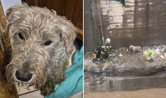 Policías y bomberos salvan a cachorro atrapado en torrentera de Arequipa: "¡Héroes sin capa!"