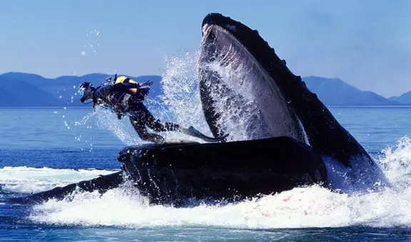 Kayakista se salvó de ser tragado por una ballena jorobada: esta es la posibilidad de que las ballenas se traguen a una persona