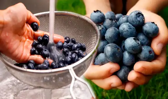 Lava los arándanos de esta forma correcta para eliminar todos sus pesticidas y aprovechar sus beneficios