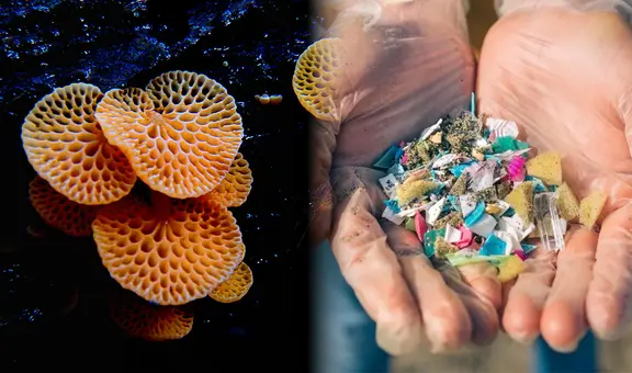 Científicos descubren unos hongos marinos capaces de comer plásticos y no los transforman en microplásticos