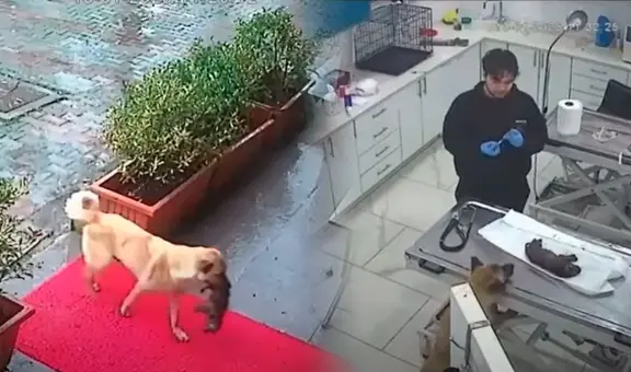 Perrita callejera sorprende al llevar a su cachorro al veterinario para salvarlo de hipotermia