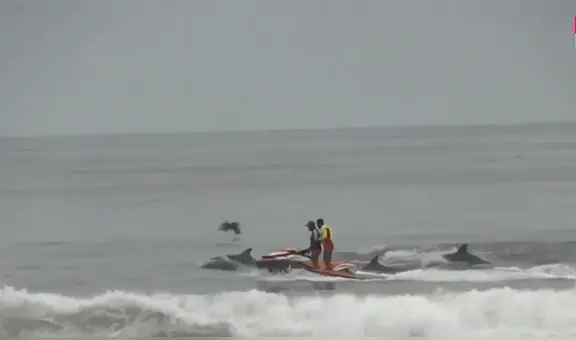 Delfines nadan junto a rescatistas en moto acuática en playa Camaná, Arequipa: imagenes del inusual avistamiento