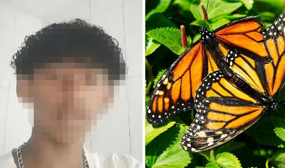 Adolescente muere tras inyectarse restos de mariposas: Policía de Brasil investiga si fue por reto viral