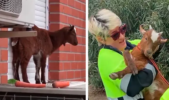 Rescataron a una cabra que quedó atrapada en el quinto piso de un edificio abandonado en Madrid: nadie sabe cómo llegó allí