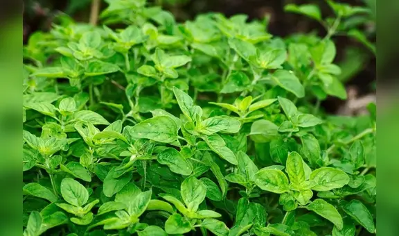 El ingrediente con poder antiinflamatorio y común en la casa que podría cuidar tus articulaciones: así puedes incluirlo en tu hogar