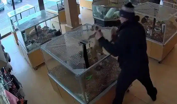 Colorado: ladrones fingieron una emergencia médica para llevarse 2 cachorros de una tienda de mascotas