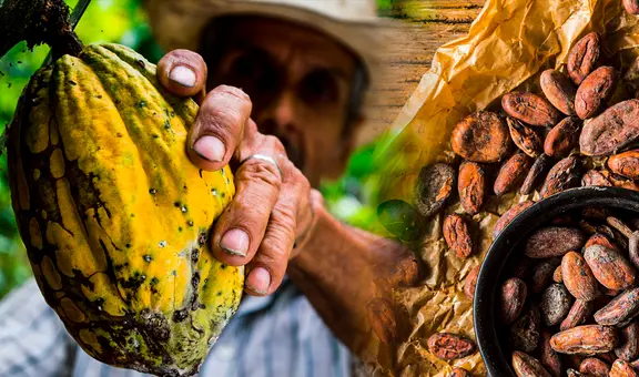 Estudio determina que Perú tiene el cacao más antiguo del mundo: investigación se presentó en el Chocoa 2025