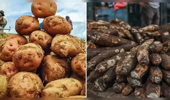No es ni la yuca ni la papa: el tubérculo que fortalece la memoria y casi nadie consume, ¿cómo incluirlo en tu dieta?