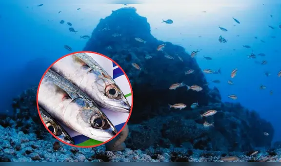 El pescado rico en colágeno que ayuda a mantener tu piel joven y saludable: habita en el mar peruano y tiene un costo accesible