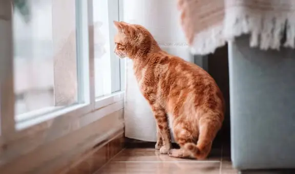 ¿Cuánto tiempo puede estar solo un gato en casa? Esto dice un veterinario experto