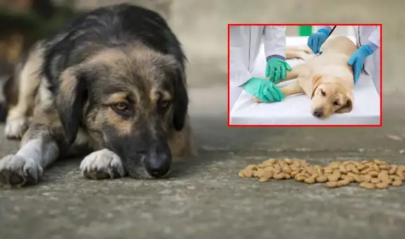 Científicos crean una píldora que podría alargar la vida de los perros mayores: FDA certifica su eficacia