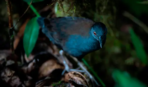 Científicos descubren un ave que se creía extinta en Sudamérica: fue vista por última vez hace casi 200 años