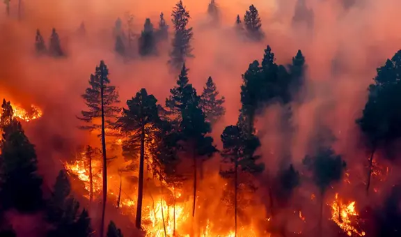 Estado de emergencia en Carolina del Sur: incendios forestales en las Carolinas y Georgia obligan a residentes a huir de sus casas