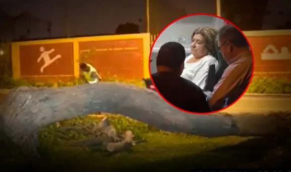 Mujer salva de morir luego de que árbol cayera encima de su auto en movimiento en San Borja