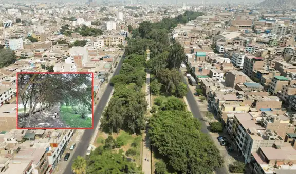 El megaproyecto vial en Lima que amenaza con destruir 7.000 árboles de un inmenso bosque urbano en Ate: 20 hectáreas serían eliminadas