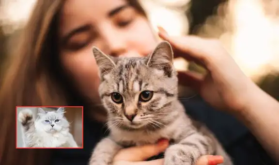 Estudio revela que los gatos domesticados mantienen su instinto salvaje y cazan más de 2.000 especies: desde insectos hasta mamíferos