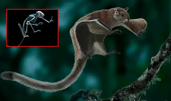 Científicos descubren una antigua ardilla voladora gigante en Estados Unidos: solo se tenía registro de esta especie en Asia y Europa