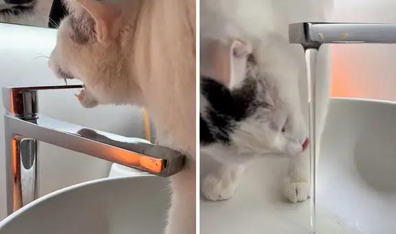 ¿Un gato ecológico? Minino sorprende al abrir el grifo para tomar agua y lo cierra solo