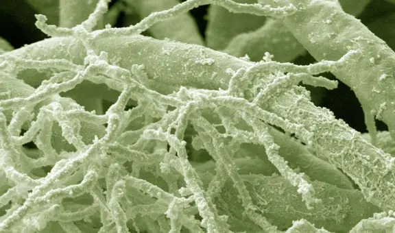 Hallazgo científico revela microorganismo capaz de frenar el envejecimiento celular: habita en los suelos