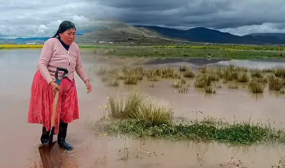 Lluvias inundan carreteras y sembríos de pan llevar en Puno: viven en medio del agua