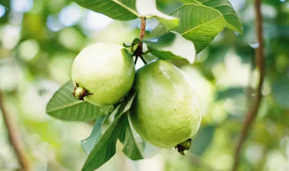 Esta fruta equilibra el azúcar en sangre y combate la hipertensión: así puedes consumirla