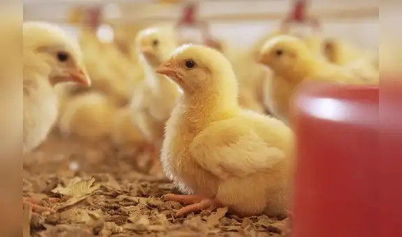 Tecnología e innovación: el futuro de la industria avícola en Perú