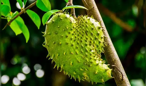 La fruta que crece en América Latina, tiene un gran contenido antioxidante y reduce el riesgo de enfermedades