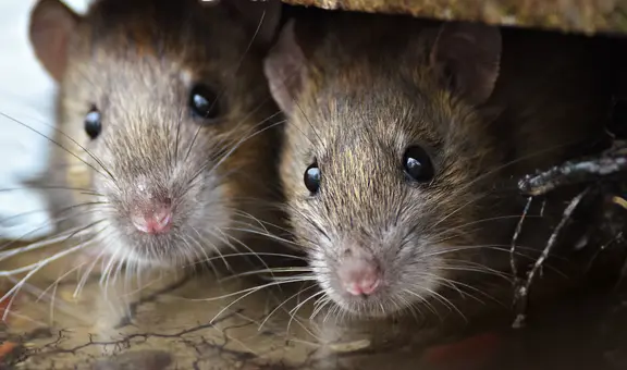 El aumento de ratas en California preocupa a la legislatura: ¿está la Ley de Vida Silvestre Libre de Veneno detrás del problema?