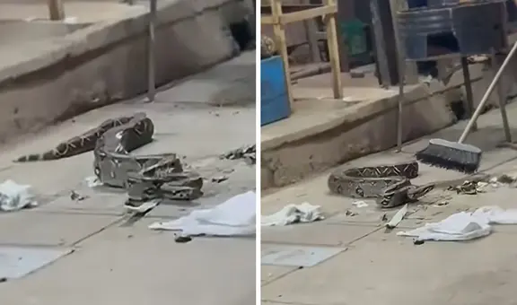 Clientes quedan en shock al encontrar una boa en una parrilla de San Martín: "Quería bailar"