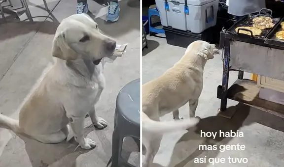 Perrito intercambia objetos de su casa por alimentos en puesto de comida: “Paga por sus antojos”