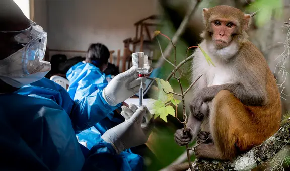 Científicos crean una pastilla que cura el ébola en monos, un paso clave para salvar vidas humanas