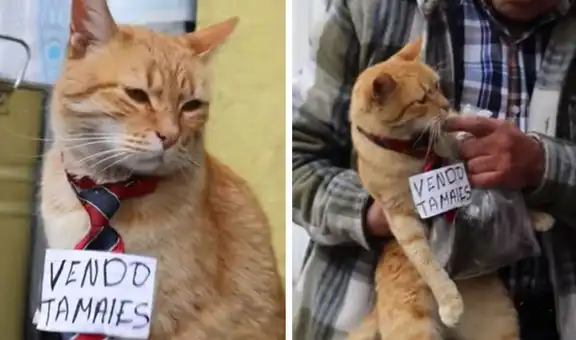 Gato naranja vende tamales y desata ternura en redes sociales: la historia del "Michi chambeador"