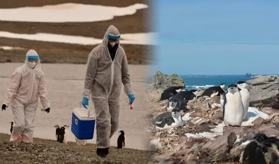 Científicos confirman presencia de gripe aviar en la Antártida: casi 200 animales de distintas especies fueron contagiados por el virus
