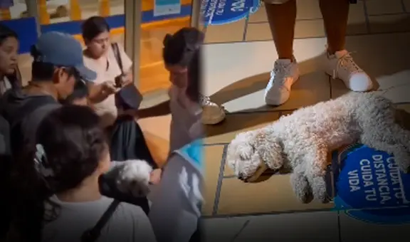 Perrito resultó herido tras caer a las vías del Metropolitano en Cercado de Lima: pasajeros auxiliaron al can