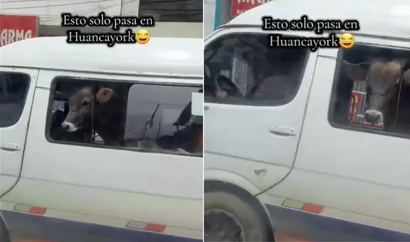 ¡Insólito! Captan un toro viajando dentro de un micro en Huancayo y se vuelve viral