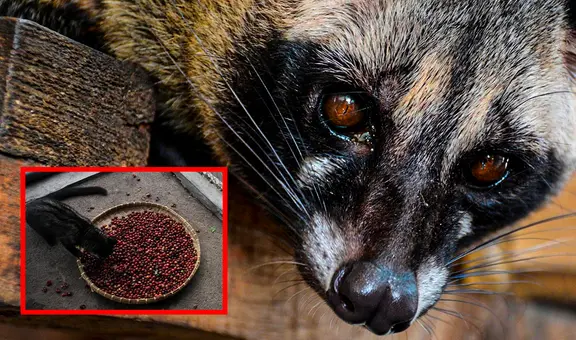 El origen del café más caro del mundo está vinculado a la digestión de un animal: una fermentación natural