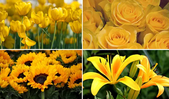 Girasoles, tulipanes y más: ¿qué flores amarillas puedes regalar este viernes 21 de marzo?