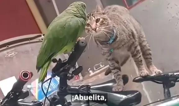 Loro aterrorizado ‘pide auxilio’ a su dueña al encontrarse muy cerca de un felino y grita: “Abuelita, me come el gato”