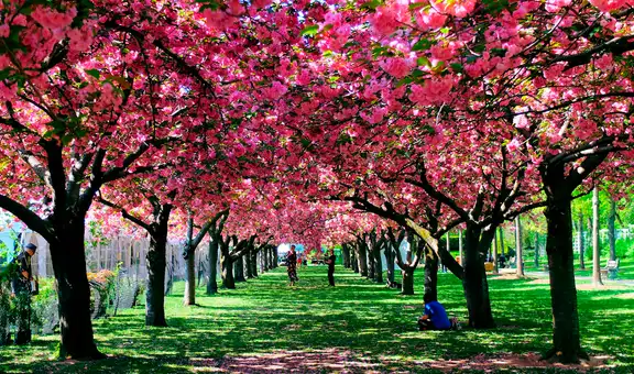 Nueva York da la bienvenida a la primavera: ¿qué clima se espera para esta temporada?
