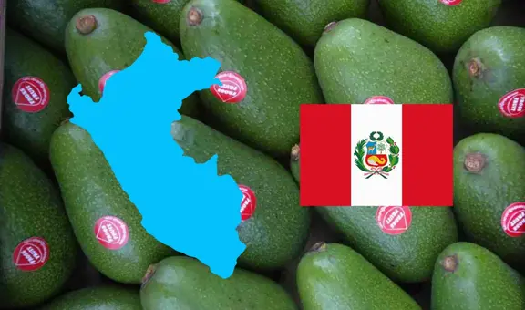 Perú busca superar a este país como el principal productor de palta en el mundo: crece demanda del 'oro verde' en China y más