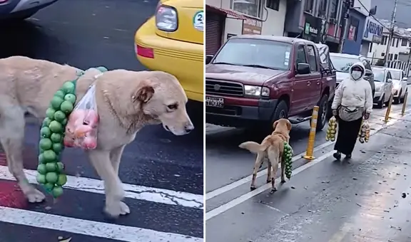 Captan a perrito cargando frutas en semáforo junto a su dueña y clip desata reacciones divididas