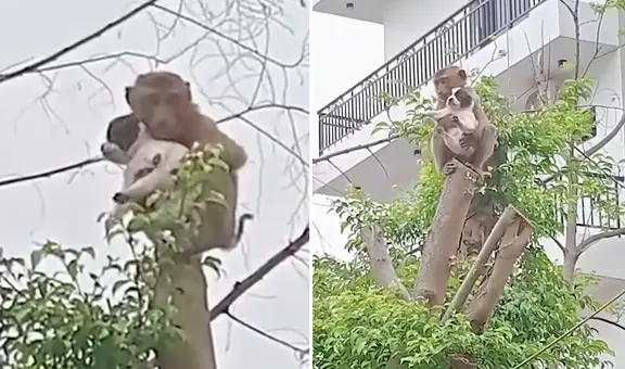 Monito sorprende al cargar a perrito y llevarlo hasta lo más alto de árbol: “Llamen a los Paw Patrol”