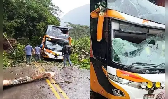 Pasajeros salvan de morir luego de que árbol caiga sobre bus de Movil Bus en Pasco
