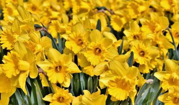 Regalar flores amarillas hoy 21 de marzo: ¿qué hay detrás de esta tendencia?