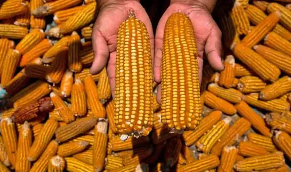 Transgénicos en debate: ¿son necesarios o ponen en riesgo la biodiversidad del Perú?