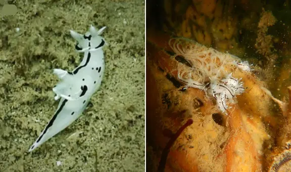 Hallazgo sin precedentes en mar de Huarmey: científicos peruanos descubren molusco jamás registrado en aguas de Perú