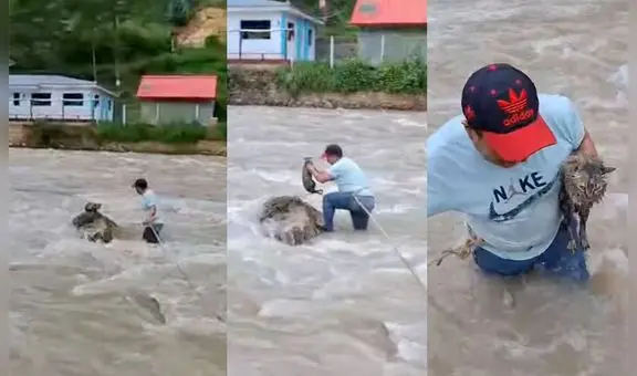 Sereno arriesga su vida e ingresa a caudoloso río para rescatar a un gato en Huánuco